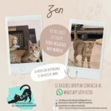 Adopta a Zen