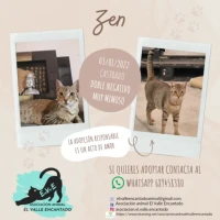 Adopta a Zen