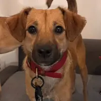 Adopta a Hazel