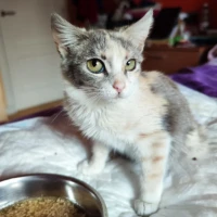 Adopta a Fina