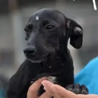 Adopta a Pop