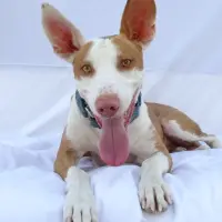 Adopta a Alfa