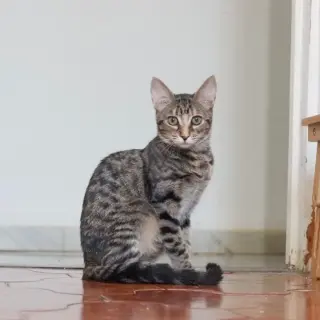 Feta