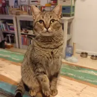 Adopta a Varekai