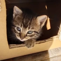 Adopta a 3 Gatitos Machos