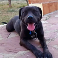Adopta a Max