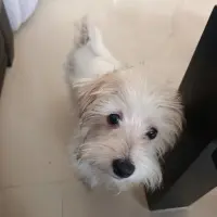 Adopta a Simba