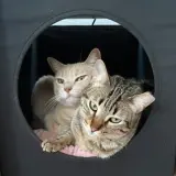 Adopta a Gianna I Cloe