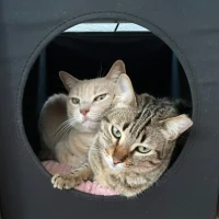 Adopta a Gianna I Cloe