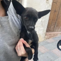 Adopta a Laura Perrita Pequeña Tlf 645978718