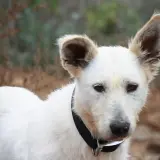 Adopta a Chelsea