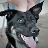 Adopta a Raven