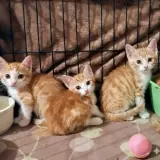 Adopta a Camada De Naranjas