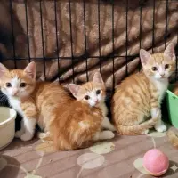 Adopta a Camada De Naranjas
