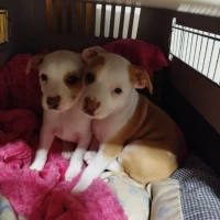 Adopta a Macho Y Hembra