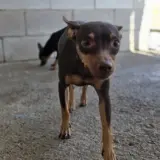 Adopta a Moca