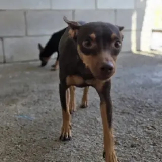 Moca