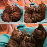 Adopta a Indi y Bru