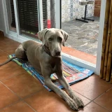 Adopta a Jack