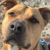 Adopta a Balerion