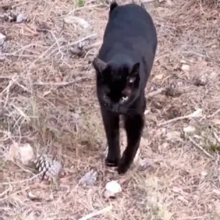 Zoe