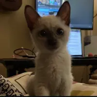 Adopta a Katty