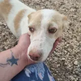 Adopta a Bruno
