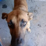 Adopta a Canela