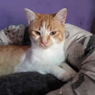 Pipi