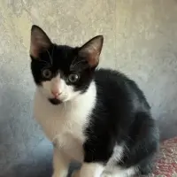 Adopta a Jack