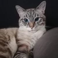 Adopta a Tronquito