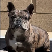 Adopta a Bella