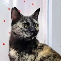 Adopta a Colette