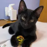 Adopta a Soul Nat