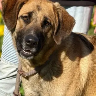Lulú