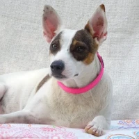 Adopta a Dalila