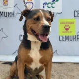 Adopta a Turco