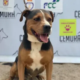 Turco