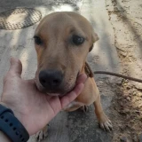 Adopta a Sabrina