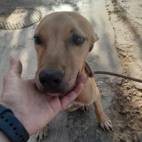 Adopta a Sabrina