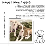 Adopta a Shiam Y Shey