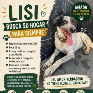 Lisi -- Perrita Adulta Tlf 645978718