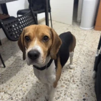 Adopta a Chase