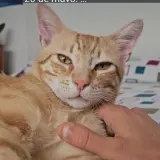 Adopta a Leo Mer
