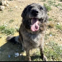 Adopta a Cata