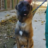 Adopta a Zar