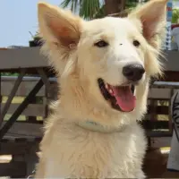 Adopta a Sake
