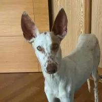 Adopta a Garbanzo