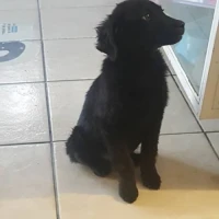 Adopta a Lunarcita