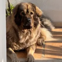 Adopta a Archo Preferiblemente Málaga